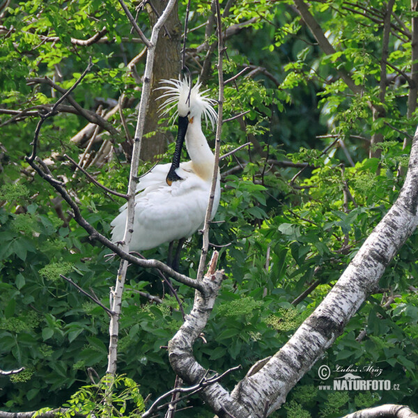 Löffler (Platalea leucorodia)