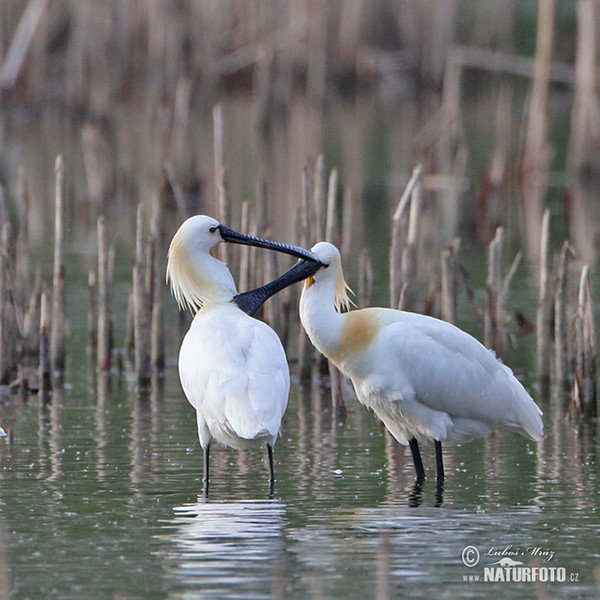 Löffler (Platalea leucorodia)