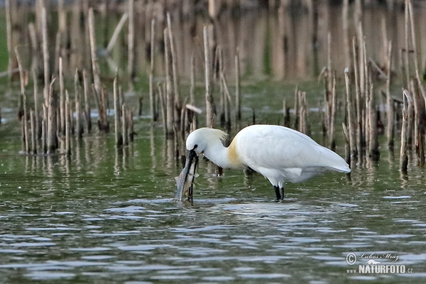 Löffler (Platalea leucorodia)