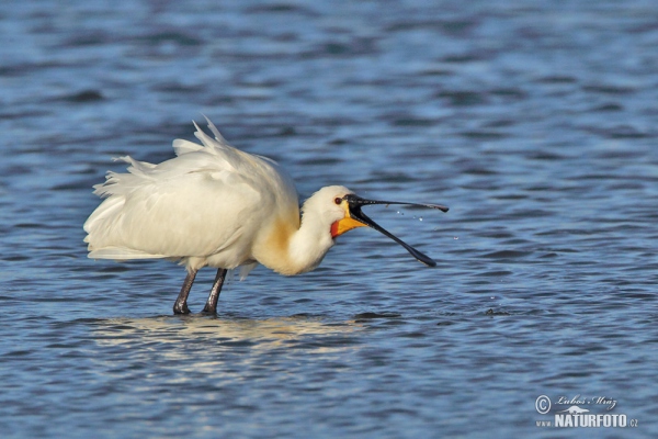 Löffler (Platalea leucorodia)