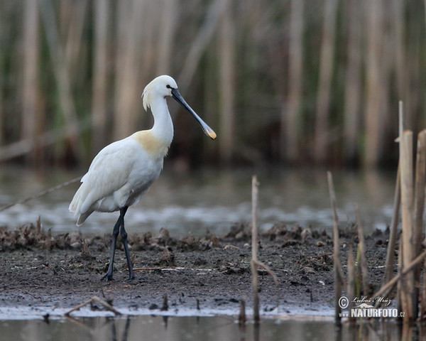 Löffler (Platalea leucorodia)