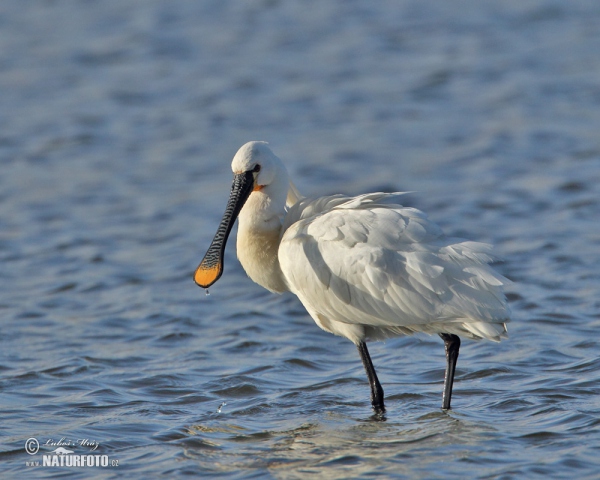 Löffler (Platalea leucorodia)