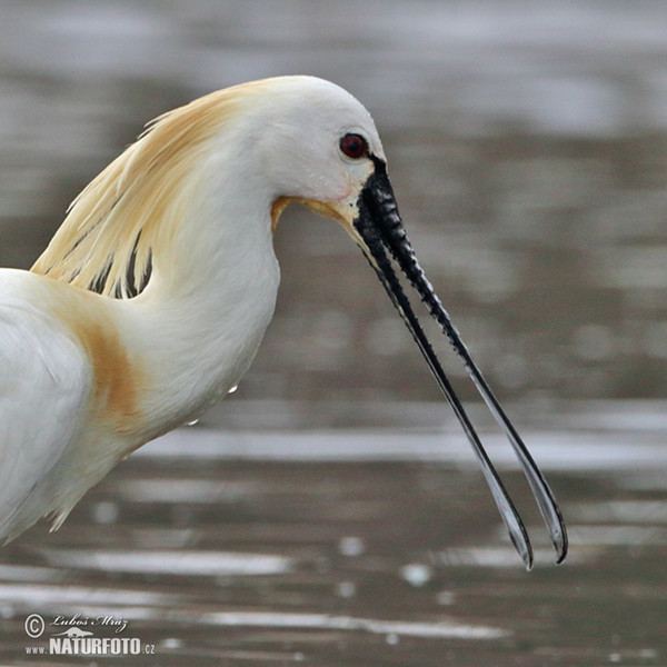 Löffler (Platalea leucorodia)