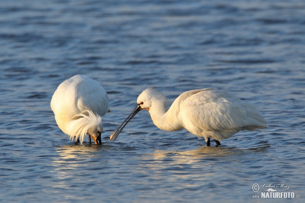 Löffler (Platalea leucorodia)