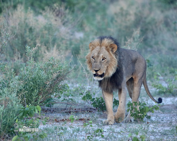 Löwe (Panthera leo)