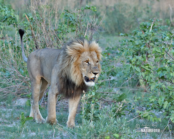 Löwe (Panthera leo)