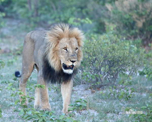 Löwe (Panthera leo)