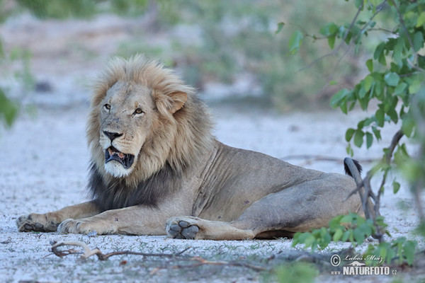 Löwe (Panthera leo)