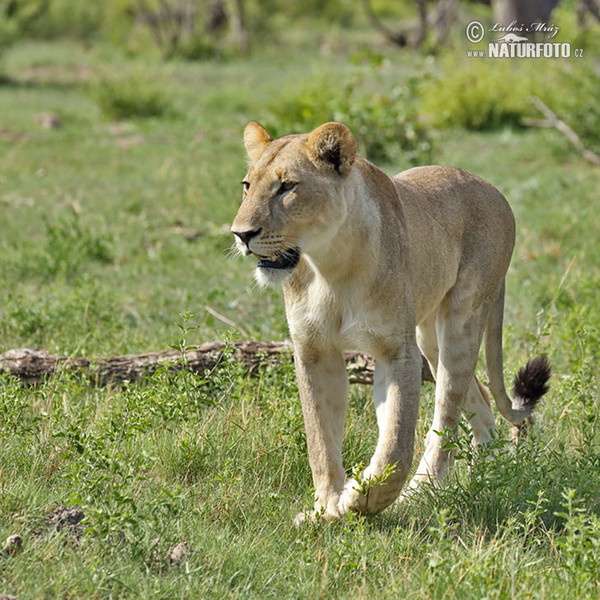 Löwe (Panthera leo)