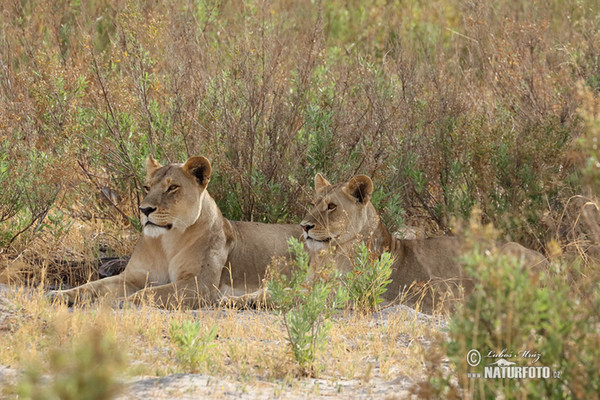 Löwe (Panthera leo)