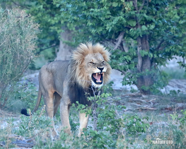 Löwe (Panthera leo)