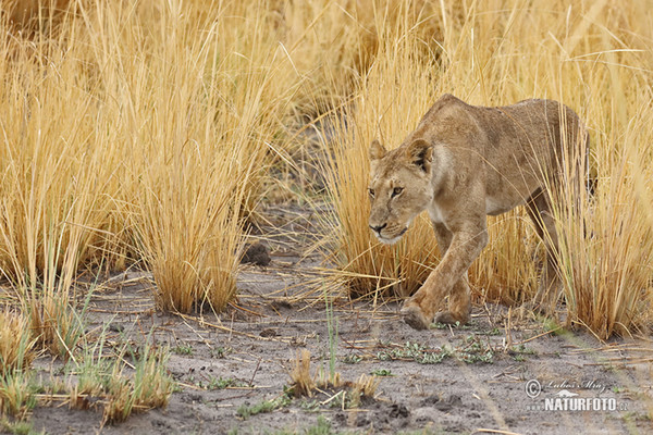 Löwe (Panthera leo)