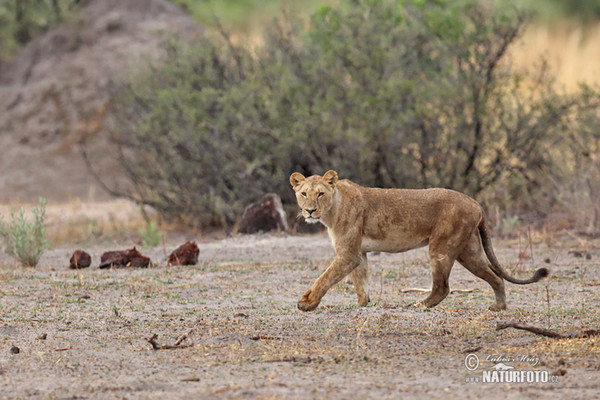 Löwe (Panthera leo)