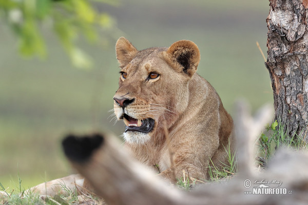 Löwe (Panthera leo)