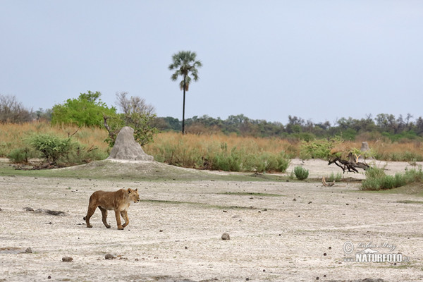 Löwe (Panthera leo)