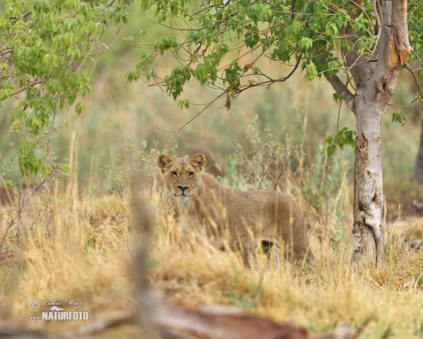 Löwe (Panthera leo)