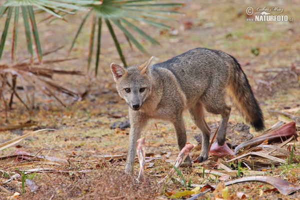 Maikong (Cedrocyon thous)