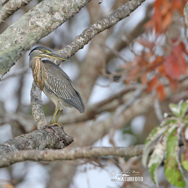 Mangrovereiher (Butorides striata)