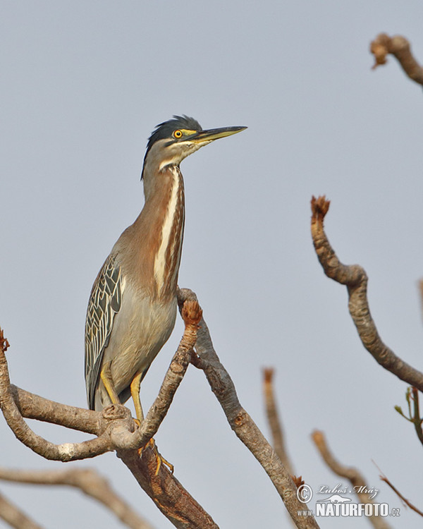 Mangrovereiher (Butorides striata)