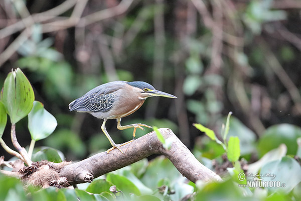 Mangrovereiher (Butorides striata)