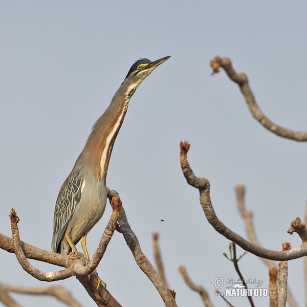 Mangrovereiher (Butorides striata)