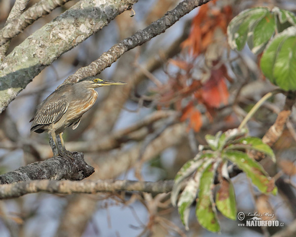 Mangrovereiher (Butorides striata)