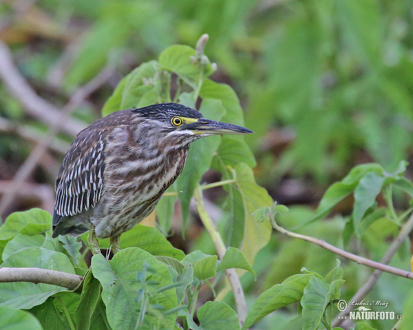 Mangrovereiher (Butorides striata)