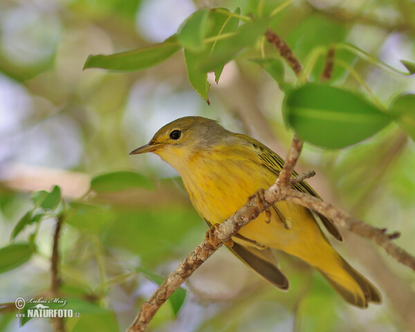 Mangrovewaldsänger (Setophaga petechia)