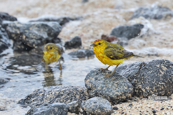 Mangrovewaldsänger (Setophaga petechia)