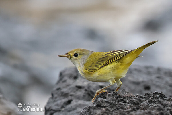 Mangrovewaldsänger (Setophaga petechia)