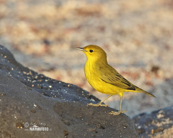 Mangrovewaldsänger (Setophaga petechia)