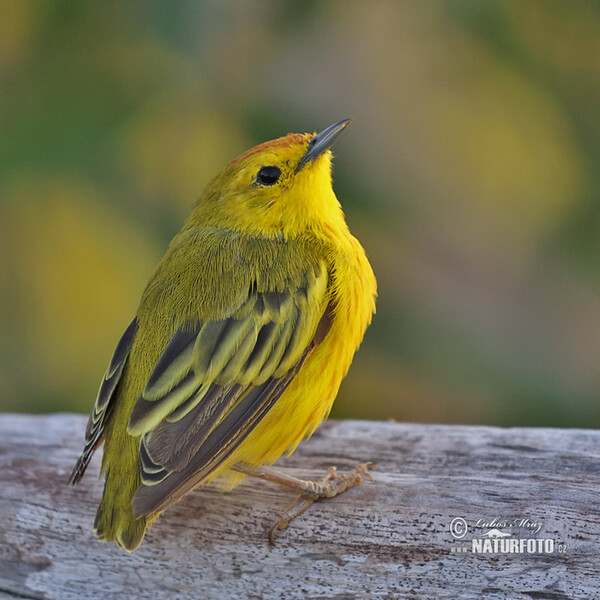 Mangrovewaldsänger (Setophaga petechia)