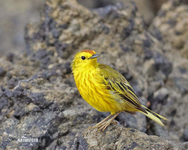 Mangrovewaldsänger (Setophaga petechia)