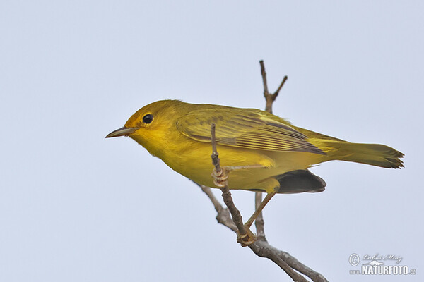 Mangrovewaldsänger (Setophaga petechia)