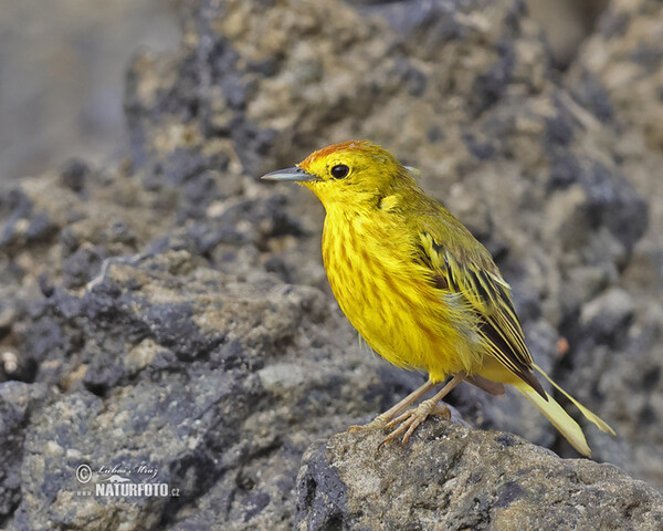 Mangrovewaldsänger (Setophaga petechia)