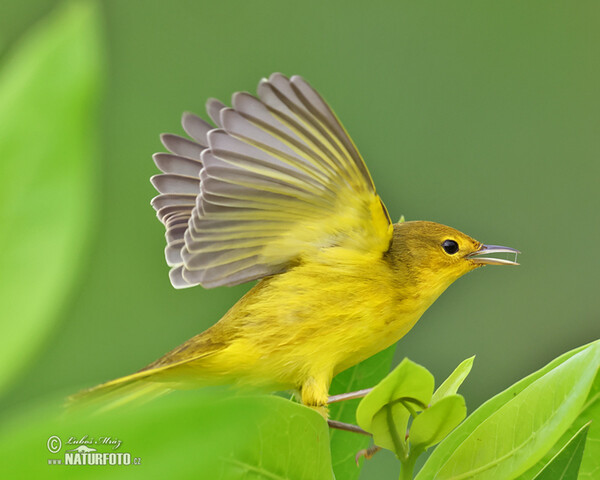 Mangrovewaldsänger (Setophaga petechia)