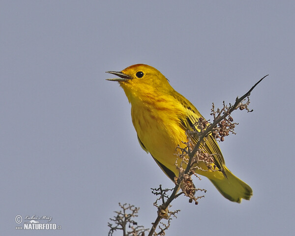 Mangrovewaldsänger (Setophaga petechia)