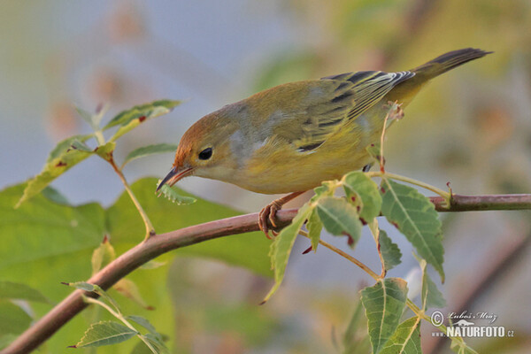 Mangrovewaldsänger (Setophaga petechia)