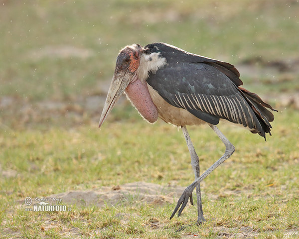 Marabu (Leptoptilos crumeniferus)