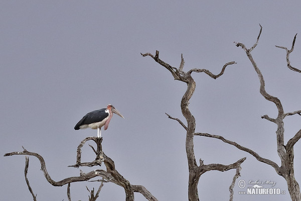 Marabu (Leptoptilos crumeniferus)