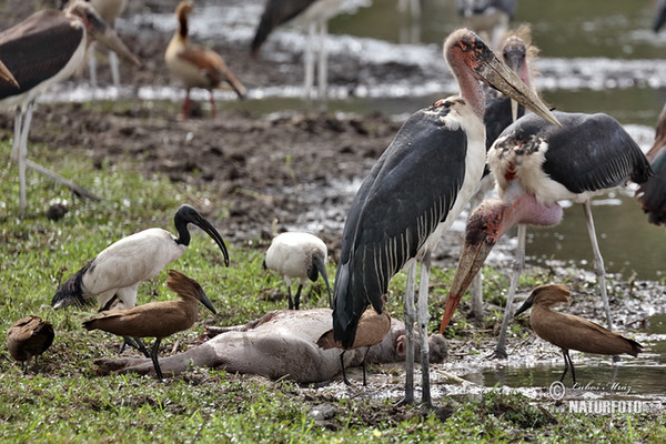 Marabu (Leptoptilos crumeniferus)