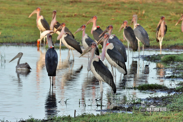 Marabu (Leptoptilos crumeniferus)