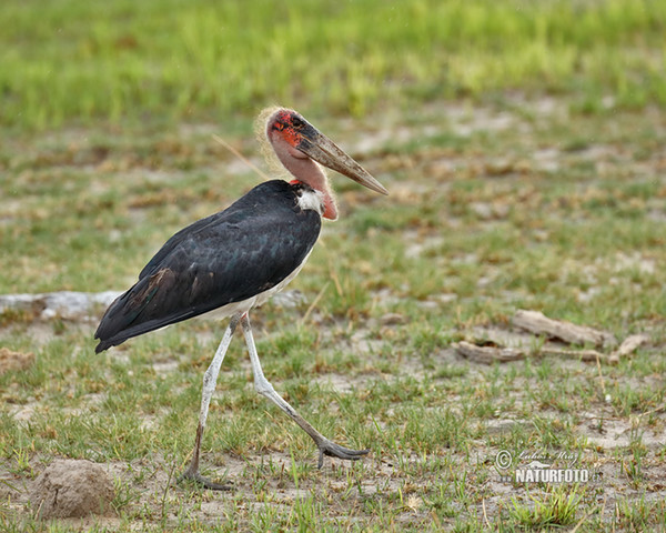 Marabu (Leptoptilos crumeniferus)