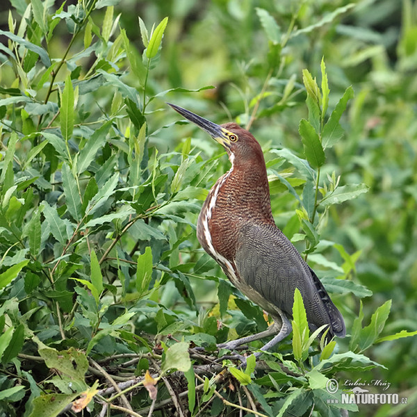 Marmorreiher (Tigrisoma lineatum)