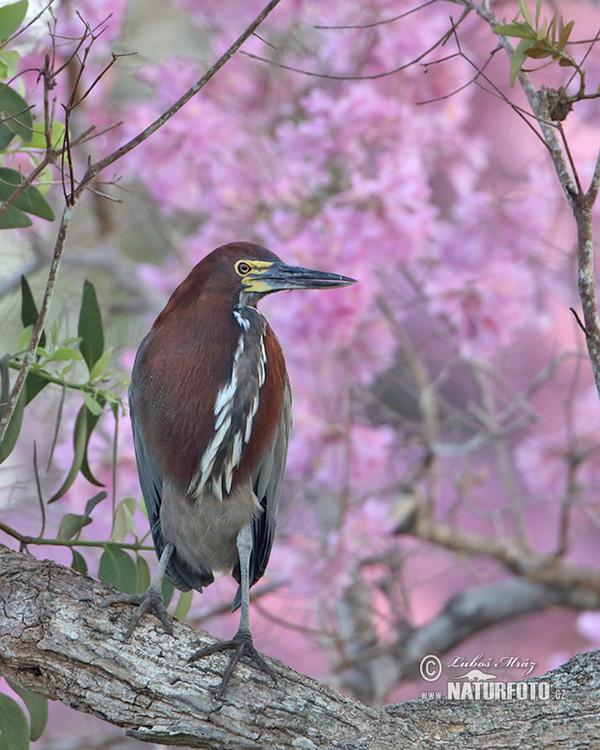 Marmorreiher (Tigrisoma lineatum)