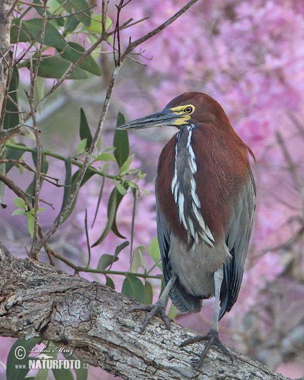 Marmorreiher (Tigrisoma lineatum)