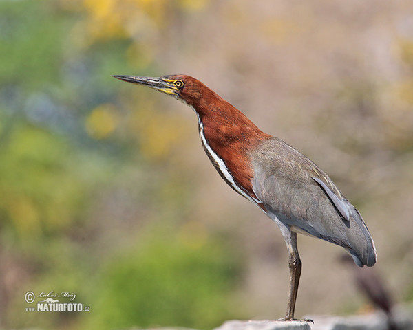 Marmorreiher (Tigrisoma lineatum)