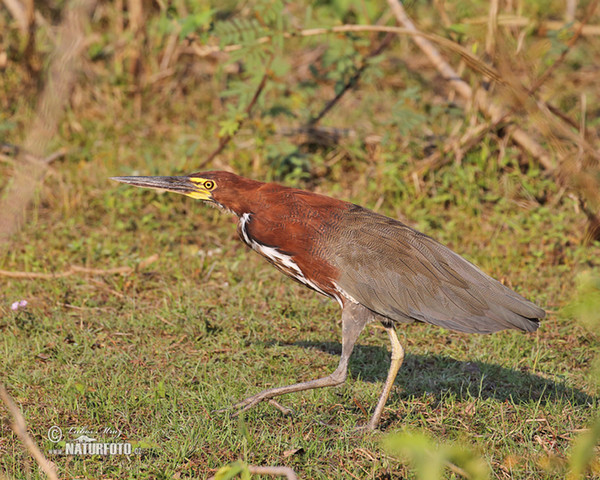 Marmorreiher (Tigrisoma lineatum)