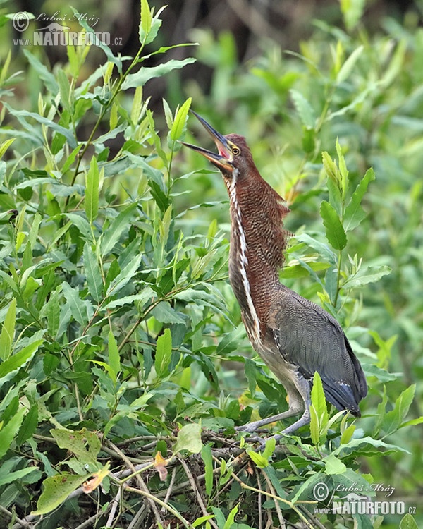 Marmorreiher (Tigrisoma lineatum)