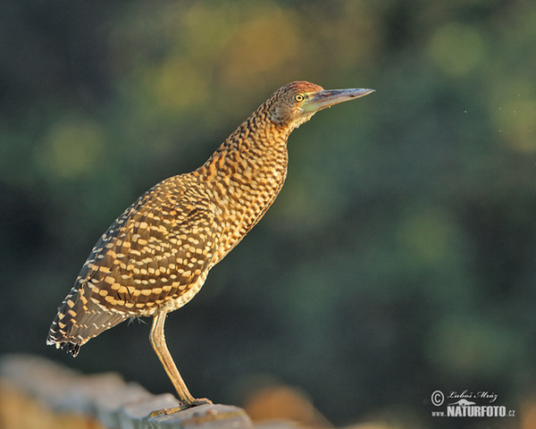 Marmorreiher (Tigrisoma lineatum)